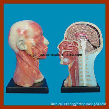 Human Head Cavity and Neck Local Anatomy Model for Educational